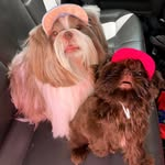 @dogshihtzu.theo